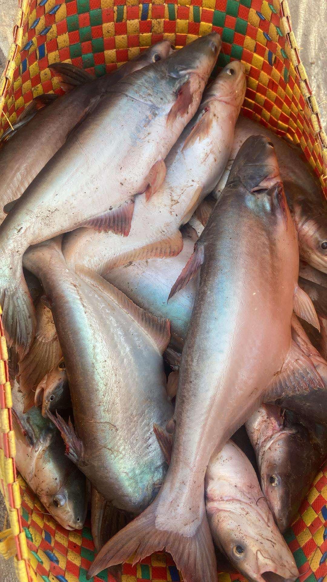 Dried yellow fat pangasius fish marinated with spices