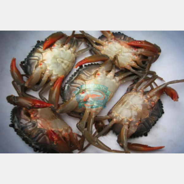 Cua Ghẹ Lột (12 con Medium Size)