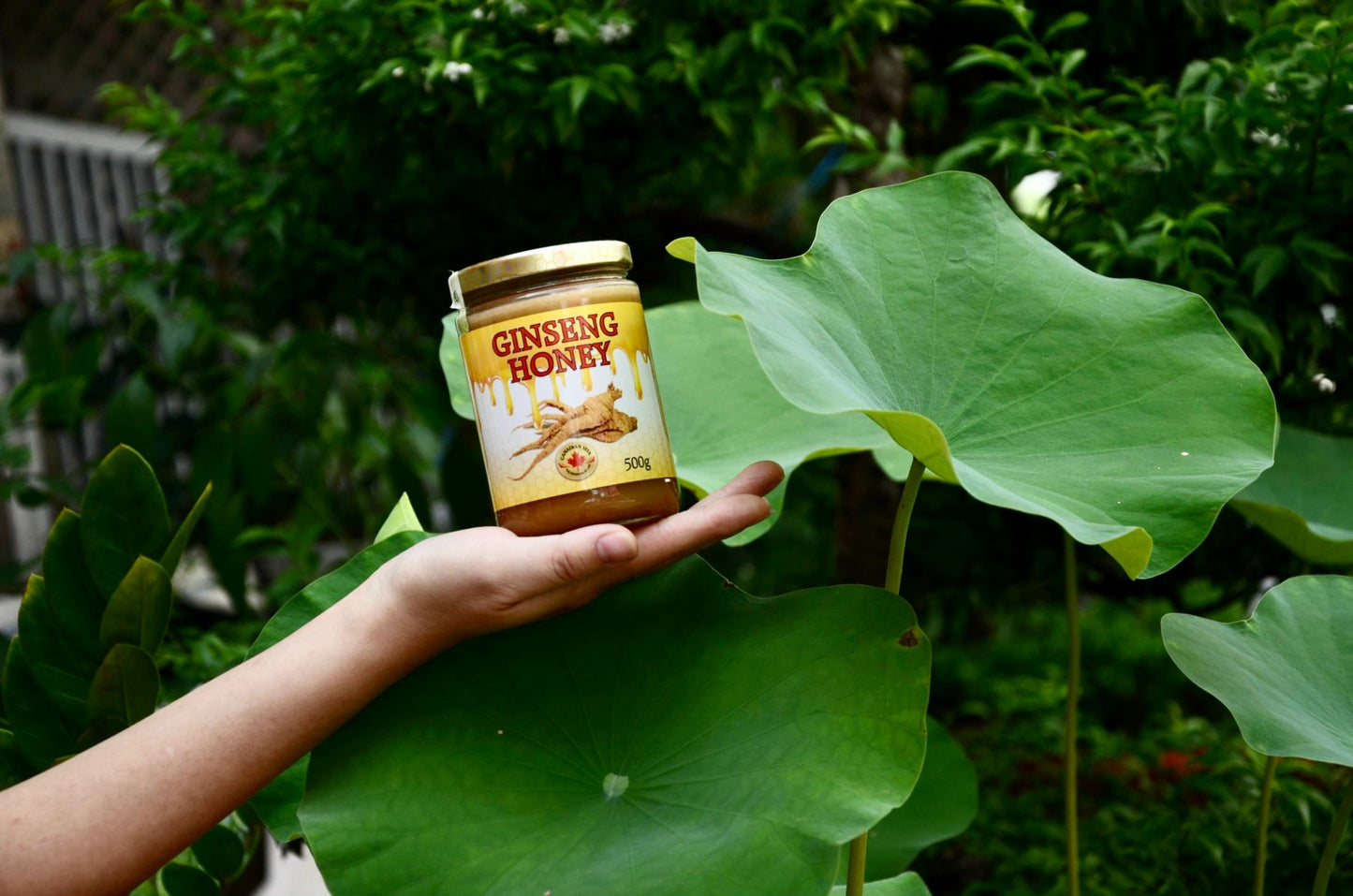 Natural Sweetener Honey Ginseng - 500g