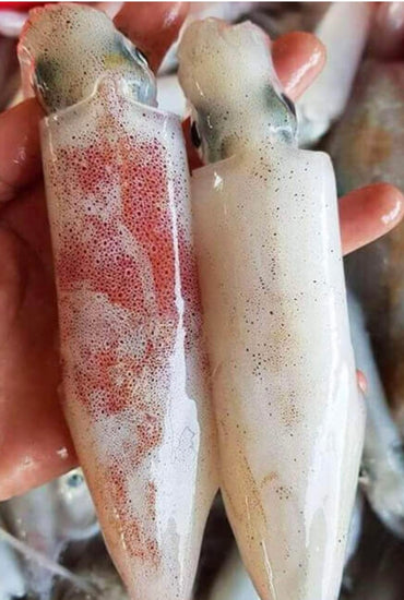 Medium baby squid 4lbs
