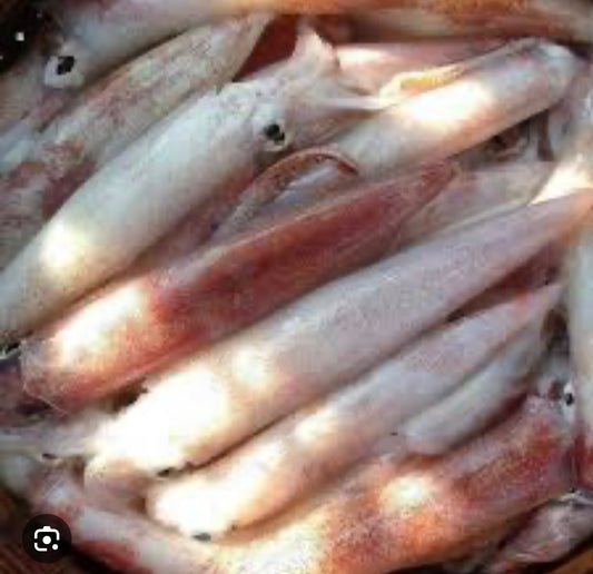 Medium baby squid 4lbs