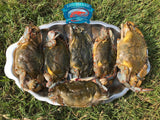CUA LỘT ĐẾN TƯ LOUISIANA (LARGE - KING SIZE)